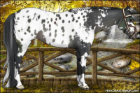 Horse Color:White Spotted Black Appaloosa 