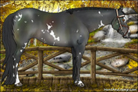 Horse Color:White Spotted Black Sabino 