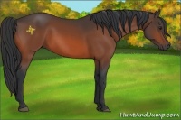 Horse Color:Brown 