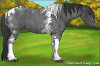 Horse Color:Blue Roan Tobiano 