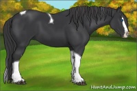 Horse Color:Black Splash Tobiano 