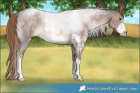 Horse Color:Liver Red Roan Sabino Rabicano