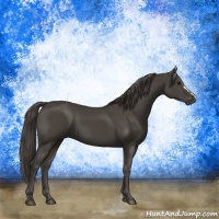 Horse Color:Smoky Black