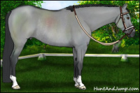 Horse Color:Grullo Chinchilla Rabicano