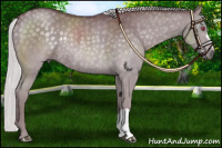 Horse Color:Chocolate Silver Grullo Chinchilla Rabicano 