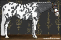 Horse Color:Silver Black Chinchilla Sabino Blanket Rabicano 