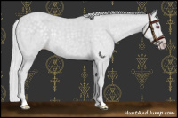 Horse Color:Silver Classic Champagne Chinchilla Rabicano