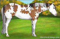 Horse Color:White Spotted Buckskin Splash