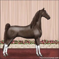 Horse Color:Liver Chestnut 
