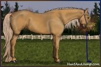 Horse Color:Palomino 