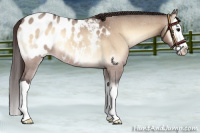 Horse Color:Brown Roan Onyx Splash Appaloosa 