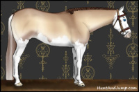 Horse Color:Red Dun Onyx Splash 
