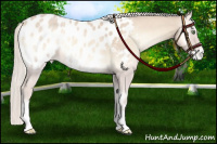 Horse Color:Cremello Onyx Appaloosa 