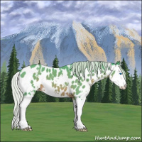 Horse Color:Watercolor White Spotted Silver Brown Sabino Splash Appaloosa 
