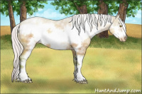 Horse Color:Watercolor White Spotted Silver Brown Pearl Sabino Frame Appaloosa 
