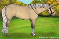 Horse Color:Silver Buckskin Dun 