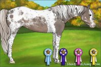 Horse Color:Silver Black Sabino Splash Tobiano Appaloosa 