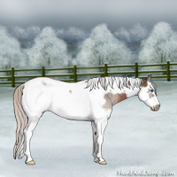 Horse Color:Silver Black Splash Tobiano Frame 