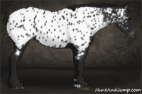 Horse Color:Gray Black Near Leopard Rabicano 