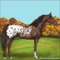 Horse Color:Bay Appaloosa 