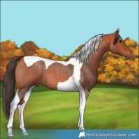 Horse Color:Bay Roan Tobiano 