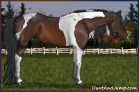 Horse Color:Bay Tobiano 
