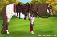 Horse Color:Bay Dun Appaloosa 