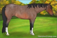Horse Color:Bay Roan 