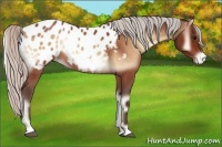 Horse Color:Silver Brown Onyx Appaloosa Rabicano 