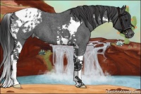 Horse Color:Blue Roan Tobiano Appaloosa