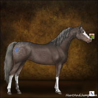 Horse Color:White Spotted Liver Chestnut Mushroom 