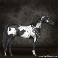 Horse Color:Black  and Black Near Leopard 