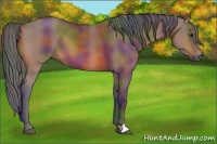 Horse Color:Nacre Bay 