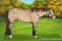 Horse Color:Amber Cream Champagne 