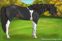 Horse Color:Liver Chestnut Tobiano 