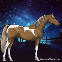Horse Color:Chocolate Palomino Tobiano 