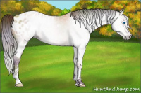 Horse Color:Gray Nacre Amber Champagne Splash Appaloosa