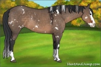 Horse Color:White Spotted Brown Dun Splash 