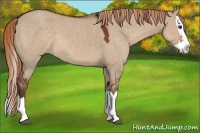 Horse Color:Liver Red Dun Sabino Splash 