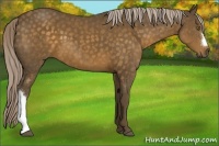 Horse Color:Chocolate Palomino 