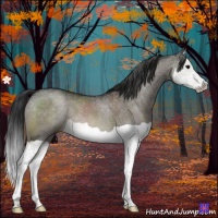 Horse Color:Brown Dun Splash 