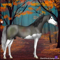 Horse Color:Grullo Splash 