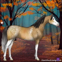 Horse Color:White Spotted Buckskin Dun Splash 