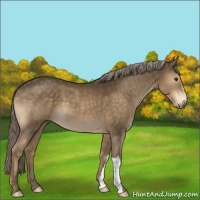Horse Color:Chocolate Palomino 