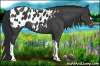 Horse Color:Black Appaloosa