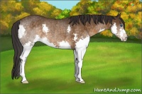Horse Color:Buckskin Splash Rabicano