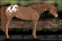 Horse Color:Chestnut Appaloosa