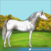 Horse Color:Bay Roan Splash Tobiano Appaloosa 