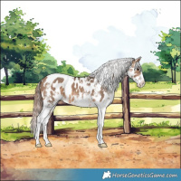 Horse Color:White Spotted Brown Dun Tobiano Appaloosa 