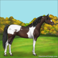 Horse Color:Bay Tobiano Appaloosa 
